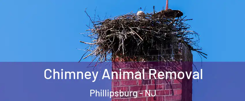  Chimney Animal Removal Phillipsburg - NJ