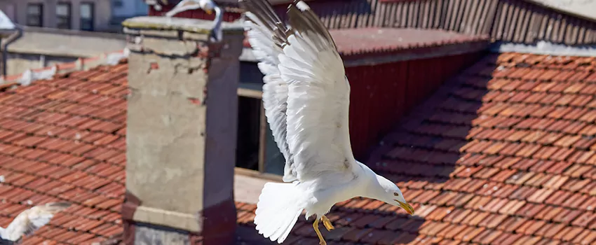 Residential Chimney Animal Removal Solution in Phillipsburg, NJ