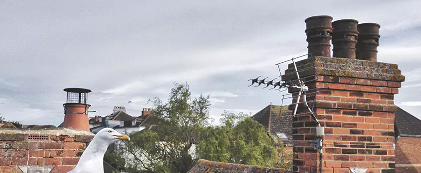 Chimney Cleaning And Restoration in Phillipsburg, New Jersey